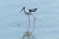 Black Winged Stilt in Water Himantopus himantopusÃÂ Wader Bird Stilt Royalty Free Stock Photo